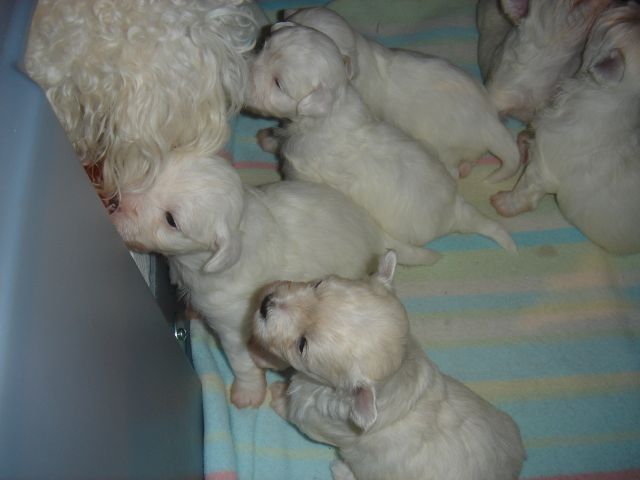 Maltepoo pups and their poodle mom.