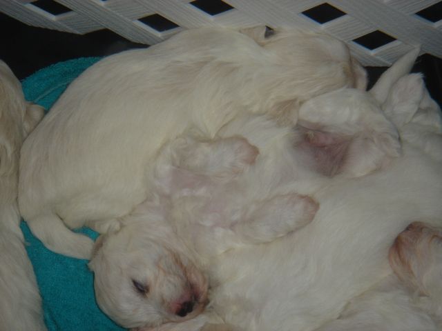 Maltepoo pups sleeping.