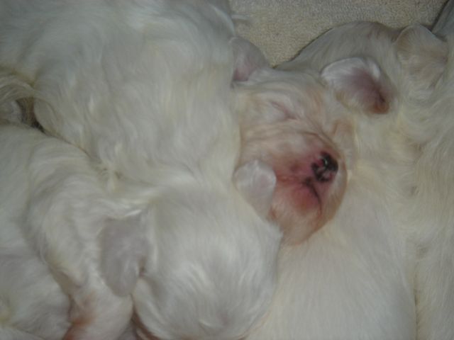 Maltepoo madness.