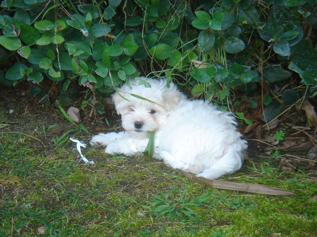 Maltepoo pup