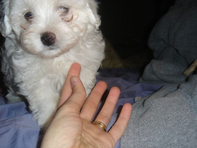 Maltepoo pup.