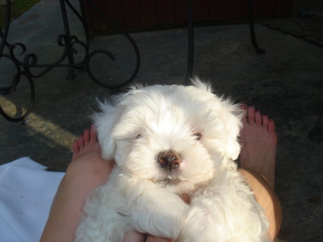 Maltepoo pup