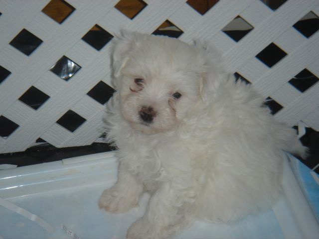 Maltepoo pup.