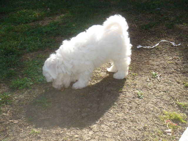 Maltepoo pup