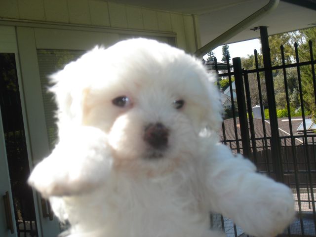 Maltepoo pup