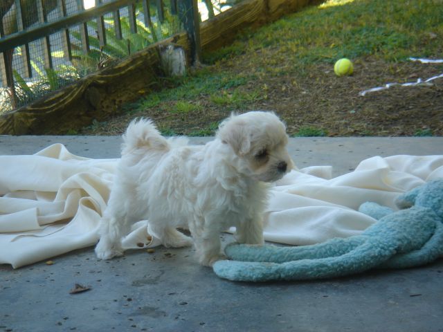 Maltepoo pup stands at attention. 