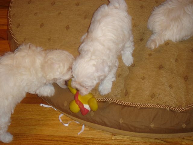 Maltepoo pup
