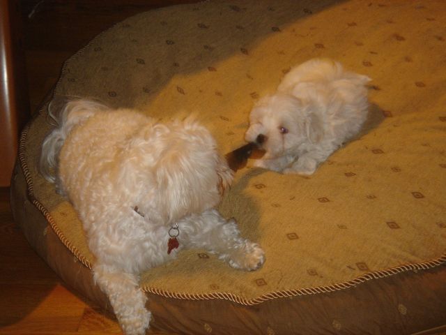 Maltese daddy and a maltepoo pup.