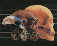 Human skulls