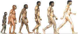 Human evolution