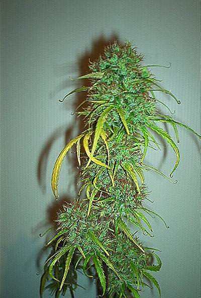 marijuana information