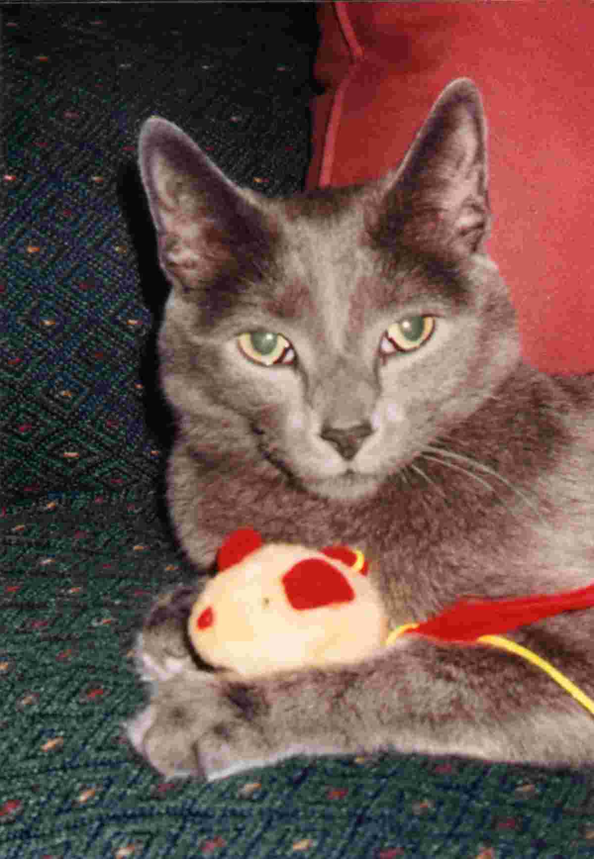 Our cat Pee-Wee