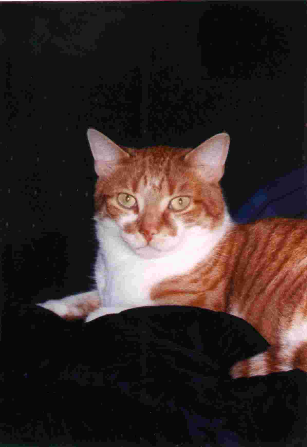Our cat Presley