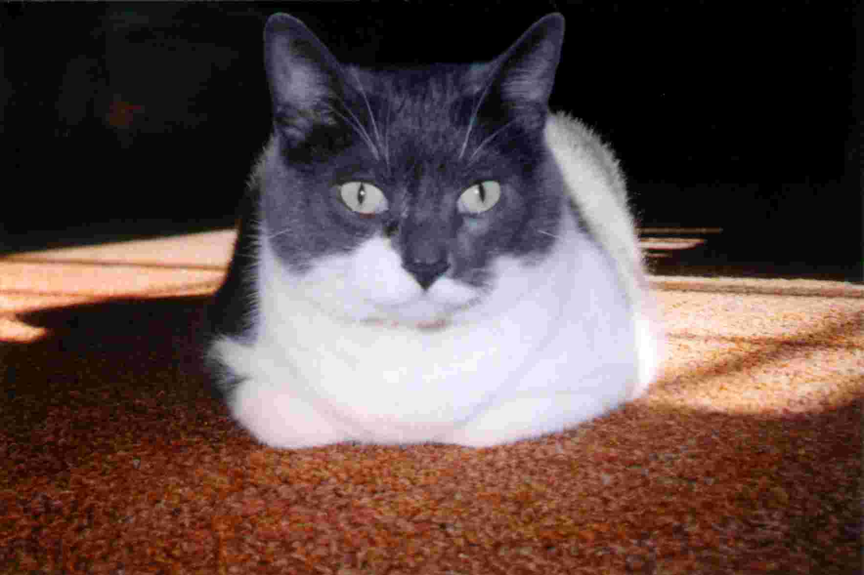 Our cat Ian