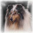 Grampian's Glorious Guy