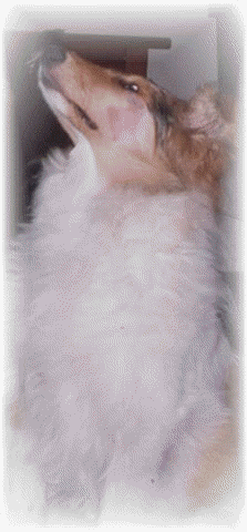 Miceri's Zandalee