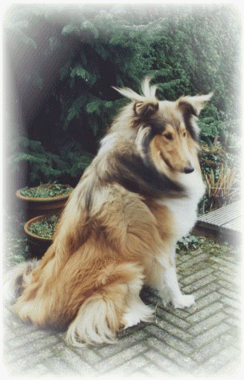 Miceri's Zantewood