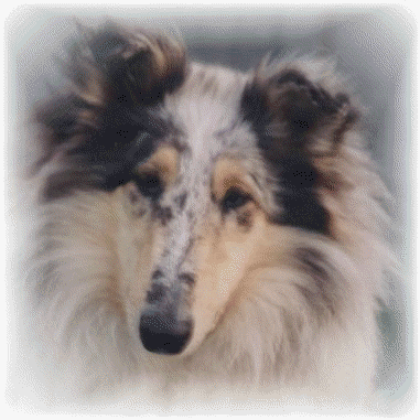 Steadlyn Cover Girl