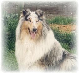 Miceri's Raindancer