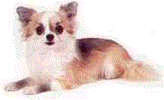 click here to learn more about the different breeds in this class
