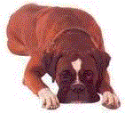 click here to learn more about the different breeds in this class