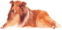 click here to learn more about the different breeds in this class