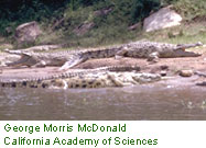 Crocodiles