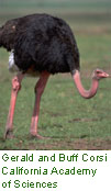 Ostrich
