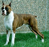 Boxer