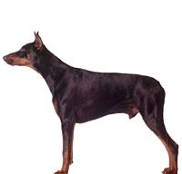 Doberman Pinscher