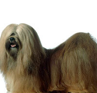 Lhasa Apso