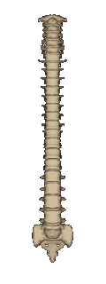 chiropractors