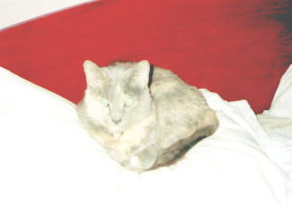 CANDY9.JPG