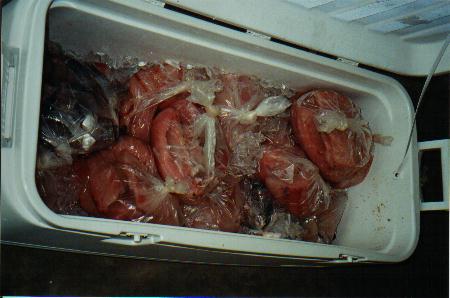 fish14.jpg (25531 bytes)