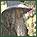 gandolf