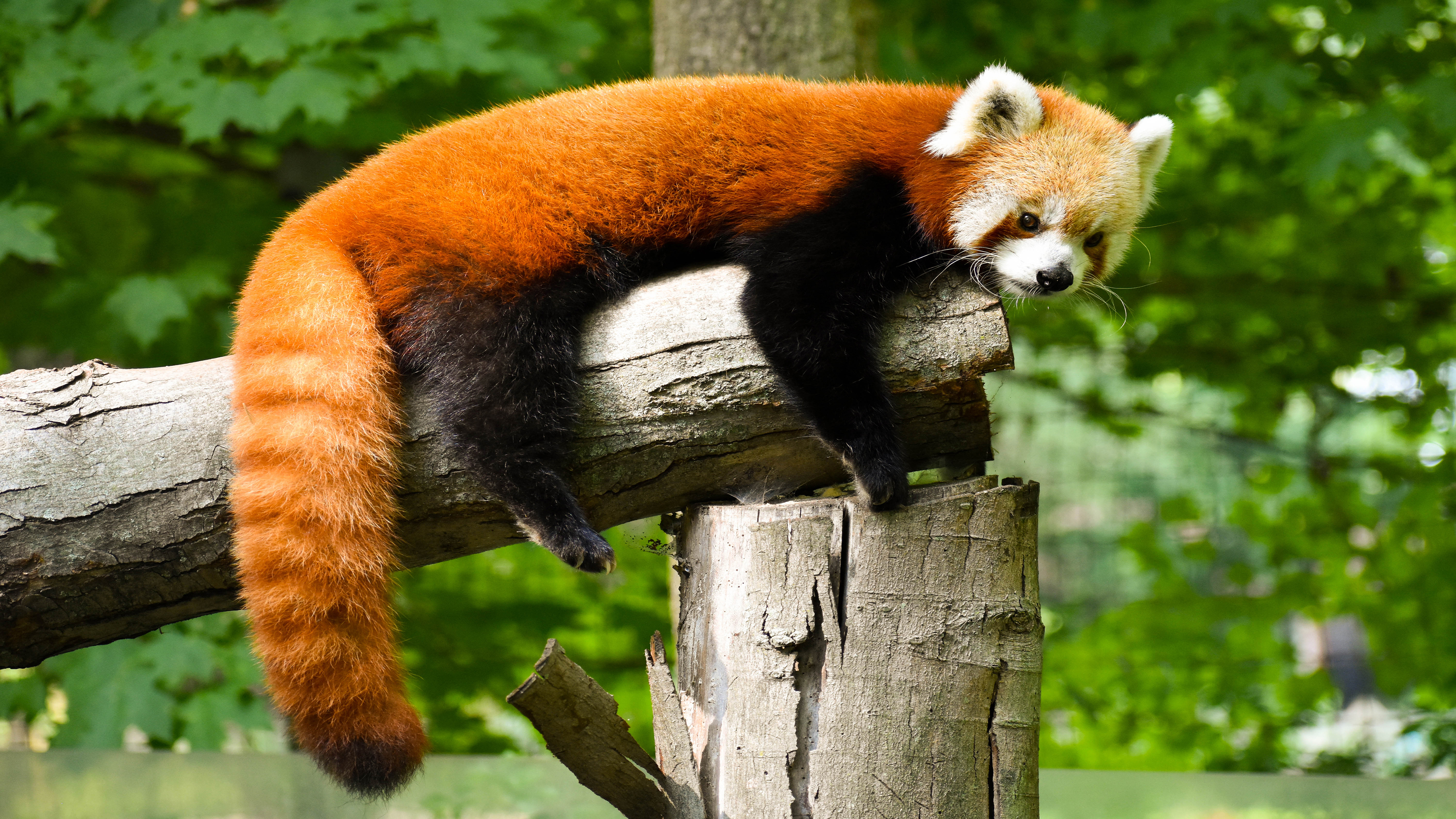 red panda
