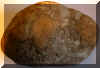 Comglomerate.jpg (41263 bytes)