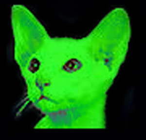 A Cat That Is Green