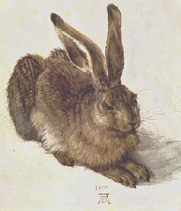 rabbit