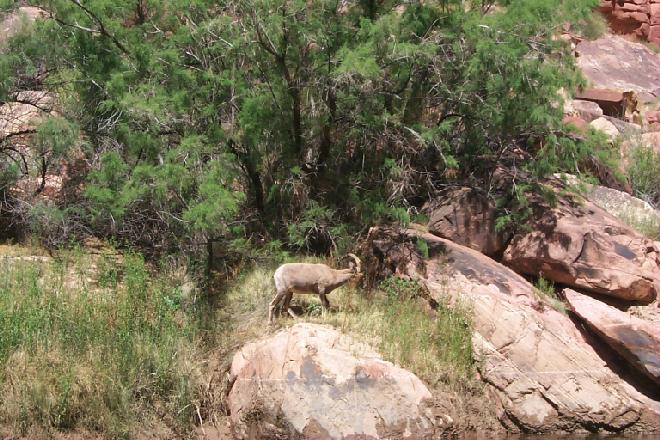 Desert Bighorn Sheep