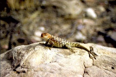 Collared Lizard