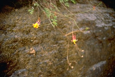 columbines