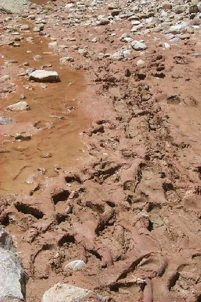 Kanab mud