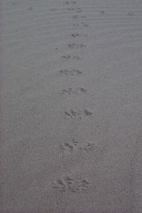 tracks