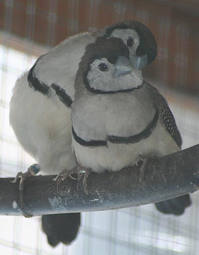 Owl Finches