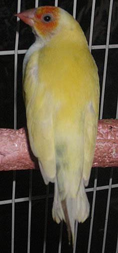 OH WB YB (pied) Female