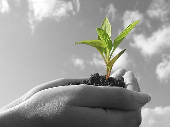 cupped hands holding new seedling