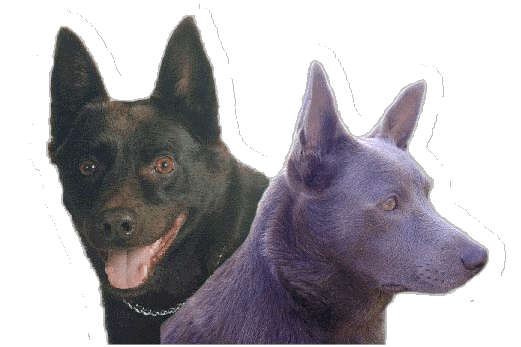 Australian Kelpies... not just a breed, a lifestyle!