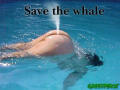 Save the whale association... Promise to not take legal action against this well fucking funny pic