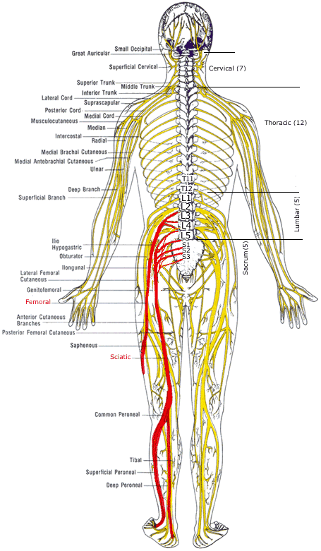 Back Pain - Symptoms - Cause - Remedy